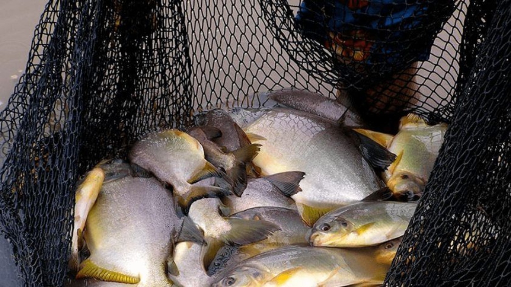 La piscicultura misionera florece: récord productivo y nuevas opciones para el bolsillo