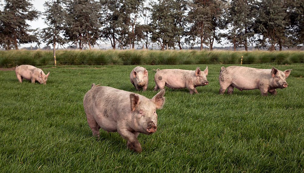 SENASA elimina normativa específica para pequeños productores agropecuarios tras 58 años de vigencia