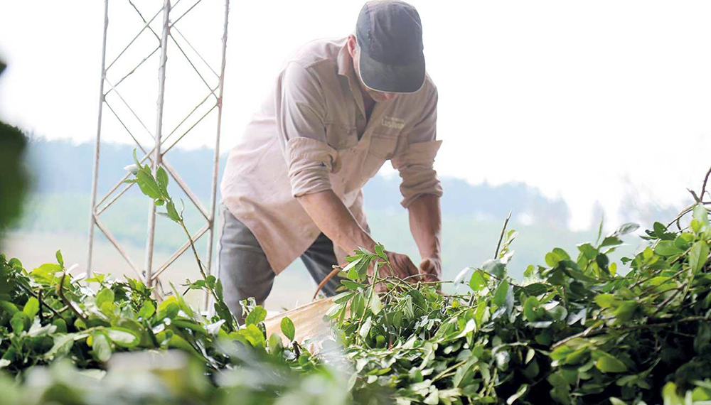 Productores de yerba mate llevan conflicto institucional ante la Justicia Federal