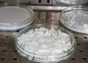 Cooperativas misioneras innovan con variedades de mandioca de alto rendimiento