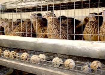 La coturnicultura se abre paso como opción rentable para pequeños productores