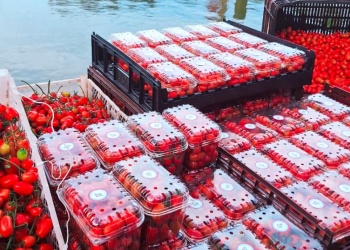 Misiones apuesta al tomate cherry bajo cubierta como nueva alternativa para el agro