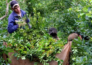 Alerta en Misiones: la desregulación yerbatera agrava la crisis y pone en riesgo a los pequeños productores
