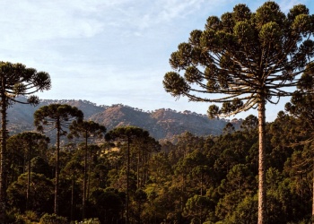 Posadas acogerá en 2027 el V Seminario Binacional sobre la Araucaria