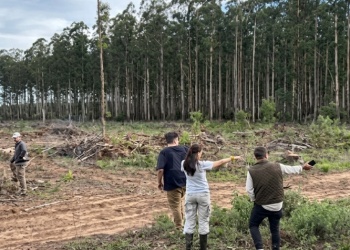 Un tribunal internacional declara que el modelo forestal en Corrientes es un ecocidio