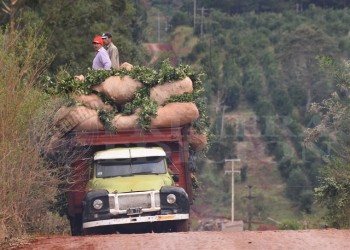 La brecha yerbatera: el productor solo recibe $13 de cada $100 que paga el consumidor