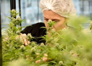 Misiones avanza en la producción de aceite de cannabis medicinal y explora nuevos usos para la yerba mate