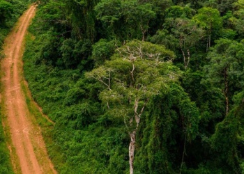 Fe y compromiso ecológico: líderes religiosos se unen por el Bosque Atlántico en Posadas